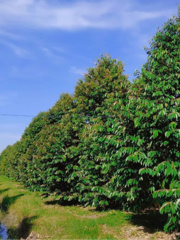 Bán Vườn Trái Cây Mặt Tiền Tỉnh Lộ 761. Xã Phú Lý, Vĩnh Cửu, Đồng Nai. DT: 33.520M2. Có 900M2 Thổ Cư. Giá 20 Tỷ.