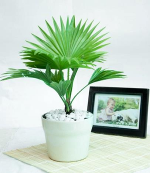 Cây Phong thủy năng lượng cao trồng trong nhà