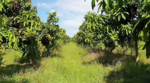 MT TL761. Xã Phú Lý, Vĩnh Cửu, Đồng Nai. DT: 33.519m2. Giá 39 tỷ.